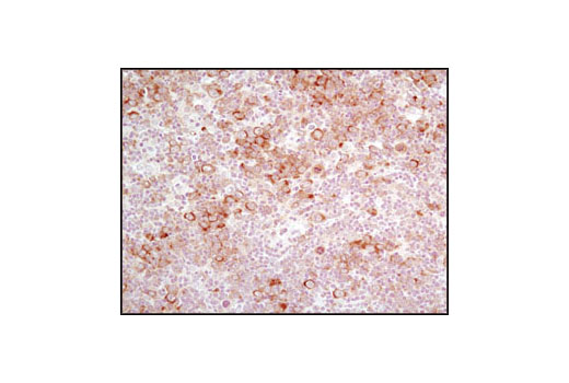 Immunohistochemistry Image 3: Phospho-eIF2α (Ser51) (D9G8) XP® Rabbit mAb
