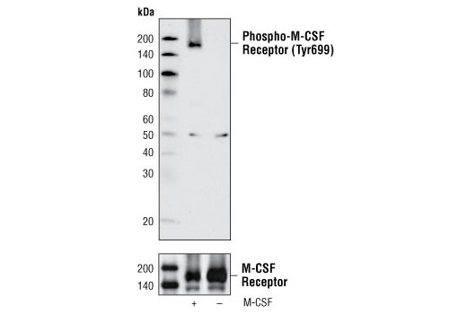 Western Blotting Image 1: Phospho-CSF-1R/M-CSF-R (Tyr699) Antibody