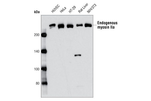  Image 1: Myosin II Isoform Antibody Sampler Kit