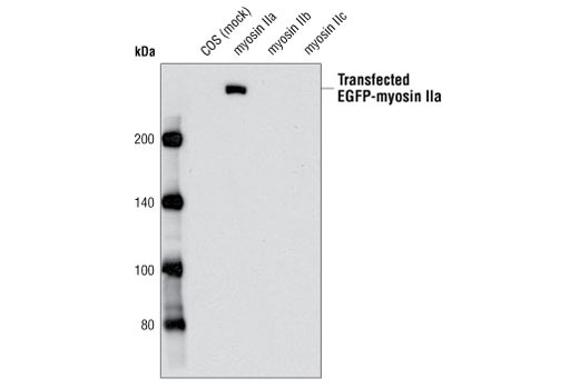 Western Blotting Image 2: Myosin IIa Antibody