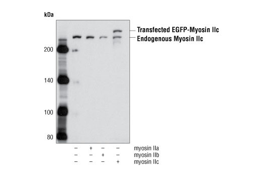 Western Blotting Image 1: Myosin IIc Antibody
