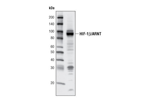 Western Blotting Image 1: HIF-1β/ARNT (C15A11) Rabbit mAb