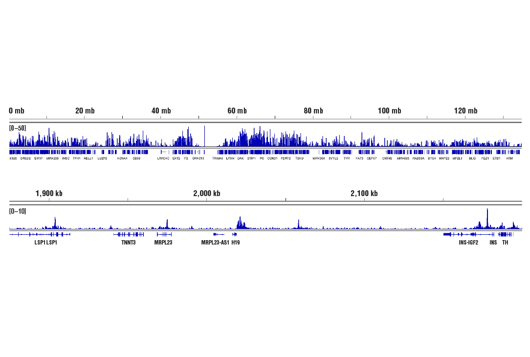 Chromatin Immunoprecipitation Image 2: CTCF (D31H2) XP® Rabbit mAb