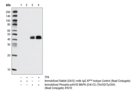 Immunoprecipitation Image 1: Rabbit (DA1E) mAb IgG XP® Isotype Control (Sepharose® Bead Conjugate)