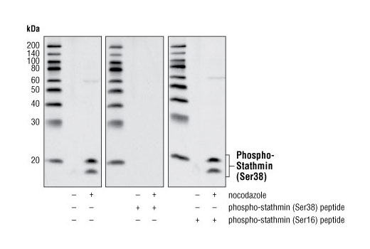 Western Blotting Image 1: Phospho-Stathmin (Ser38) Antibody