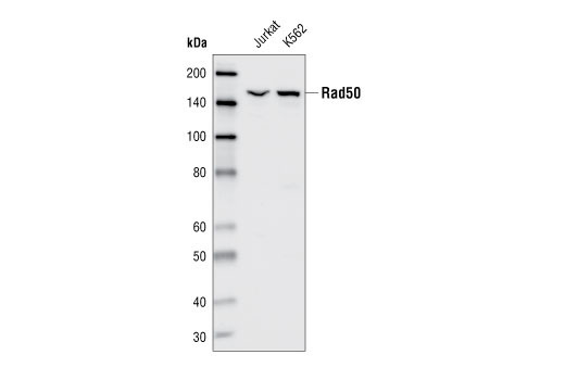  Image 7: Double Strand Breaks (DSB) Repair Antibody Sampler Kit
