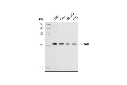  Image 6: Rho-GTPase Antibody Sampler Kit