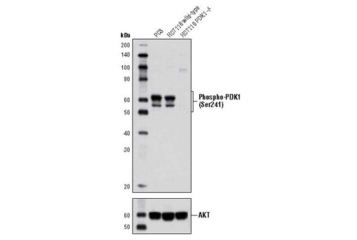  Image 3: PTEN and PDK1 Antibody Sampler Kit