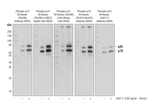  Image 3: PhosphoPlus® p70 S6 Kinase (Thr389, Thr421/Ser424) Antibody Kit
