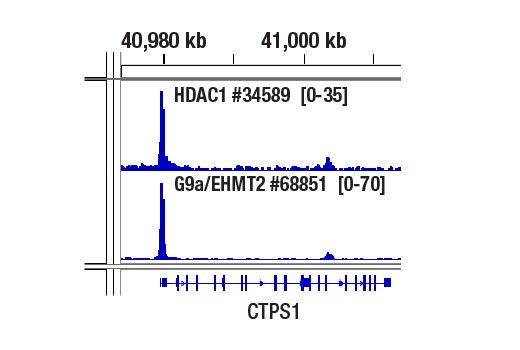  Image 2: Class I HDAC Antibody Sampler Kit