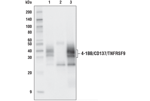 Immunoprecipitation Image 1: 4-1BB/CD137/TNFRSF9 (D2Z4Y) Rabbit mAb