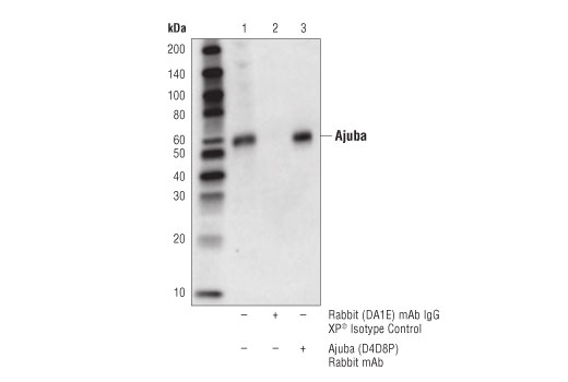Immunoprecipitation Image 1: Ajuba (D4D8P) Rabbit mAb