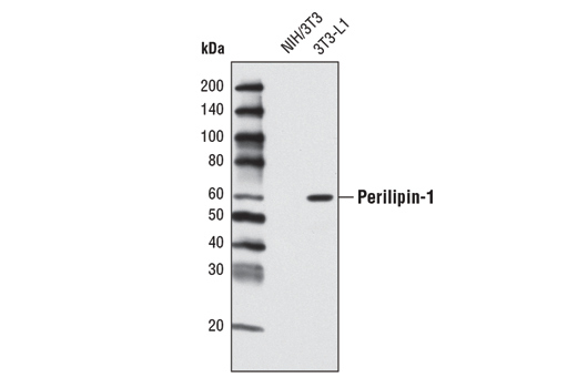 Western Blotting Image 1: Perilipin-1 (K117) Antibody