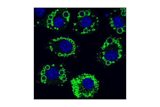 Immunofluorescence Image 1: Perilipin-1 (K117) Antibody