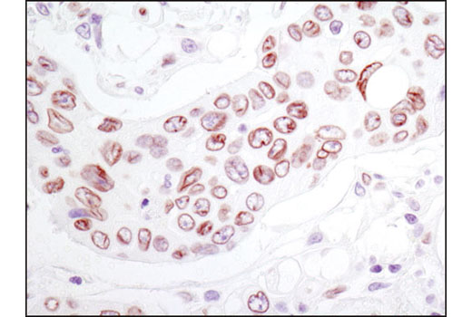 Immunohistochemistry Image 2: Lamin A/C (4C11) Mouse mAb (BSA and Azide Free)