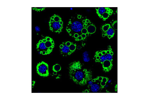 Immunofluorescence Image 1: Perilipin-1 (D418) Antibody