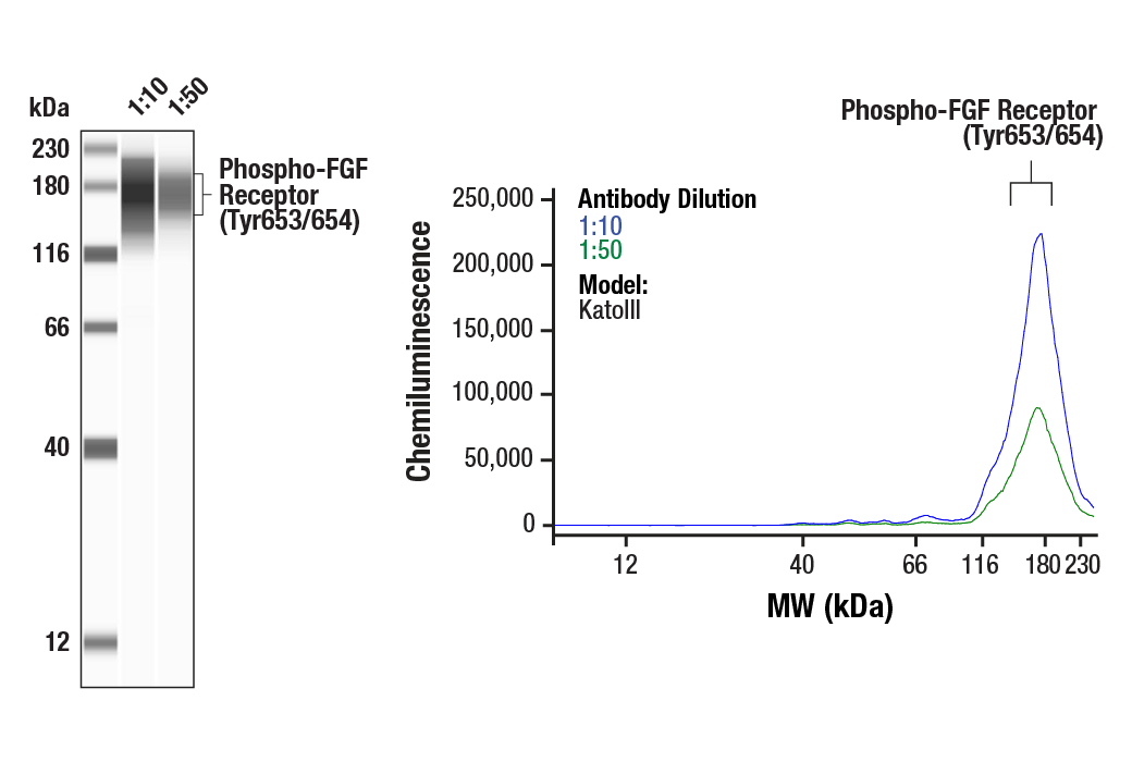Western Blotting Image 3: Phospho-FGF Receptor (Tyr653/654) Antibody