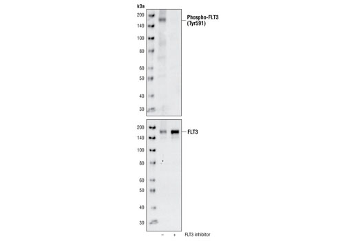 Image 4: Phospho-FLT3 Antibody Sampler Kit