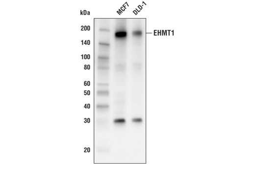 Western Blotting Image 1: EHMT1 (E6Q8B) Rabbit mAb