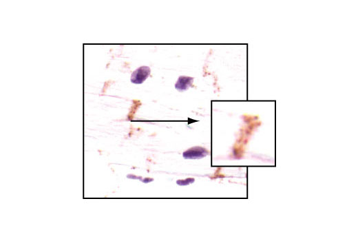  Image 18: Cardiogenesis Marker Antibody Sampler Kit