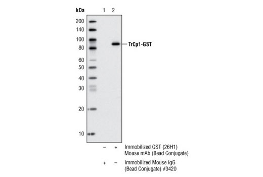 Immunoprecipitation Image 1: GST (26H1) Mouse mAb (Sepharose® Bead Conjugate)