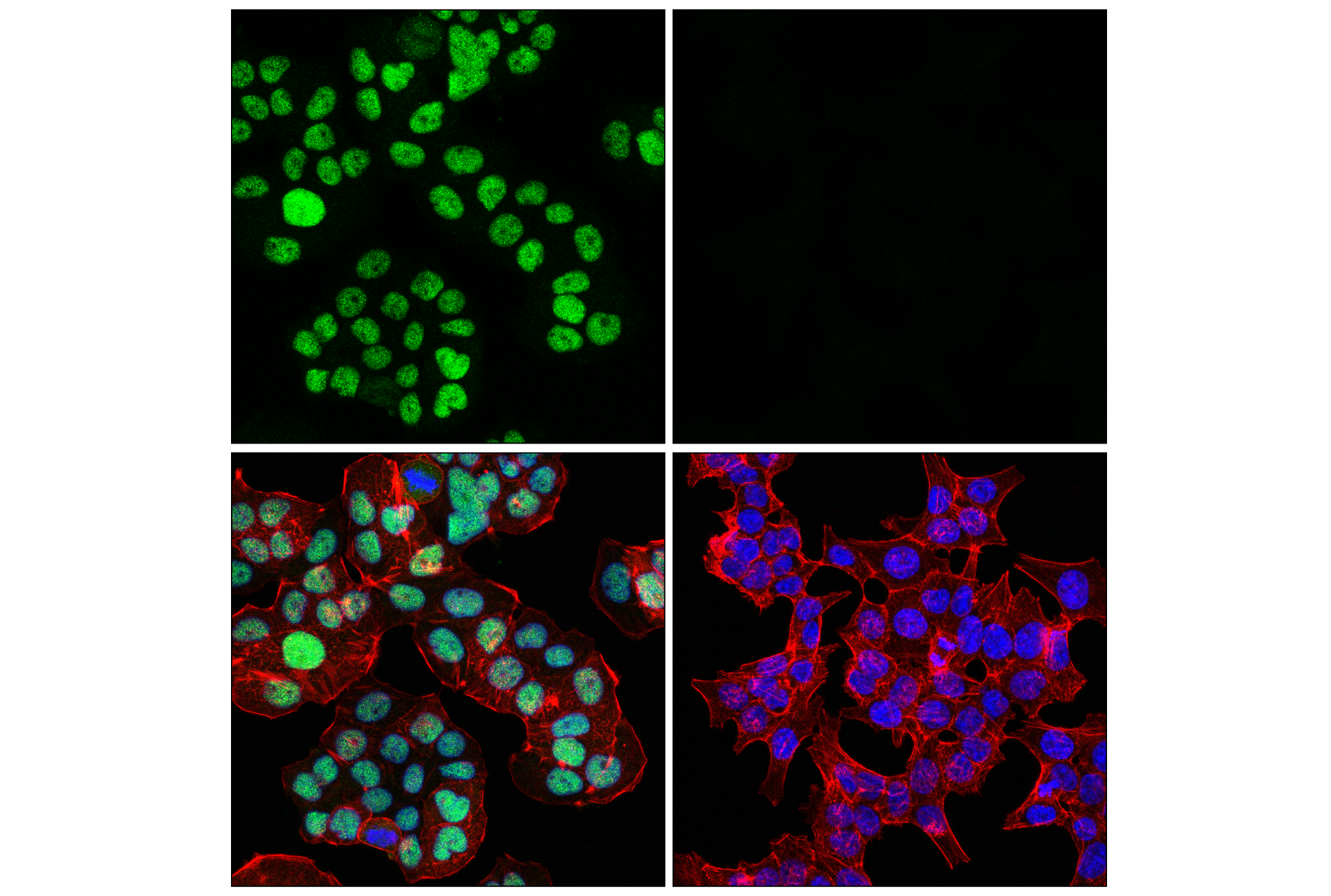 Immunofluorescence Image 1: MLH1 (4C9C7) Mouse mAb