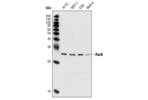 Western Blotting Image 1: RalA Antibody