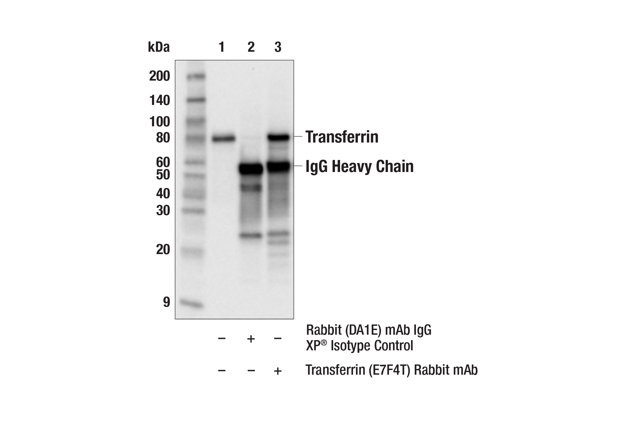Immunoprecipitation Image 1: Transferrin (E7F4T) Rabbit mAb