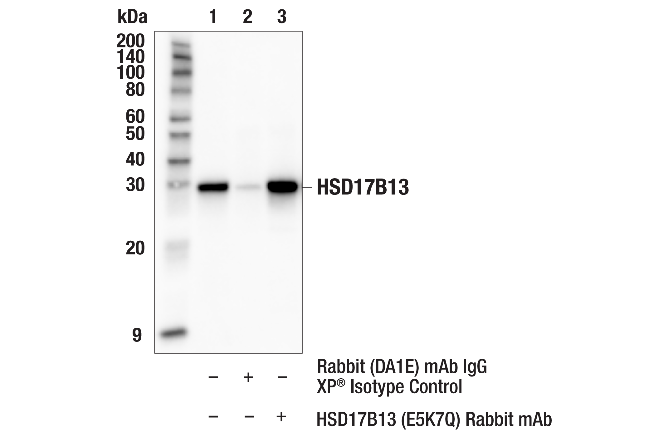 Immunoprecipitation Image 1: HSD17B13 (E5K7Q) Rabbit mAb