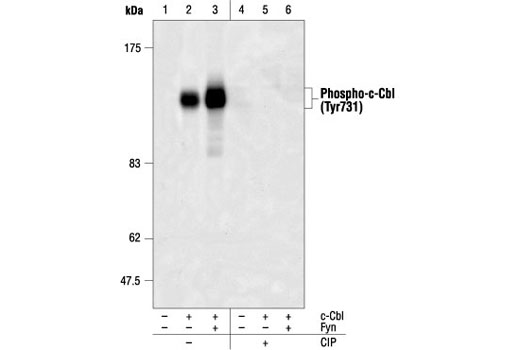  Image 2: c-Cbl Antibody Sampler Kit