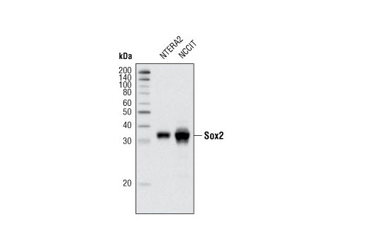  Image 1: PhosphoPlus® Sox2 (Ser250/Ser251) Antibody Duet