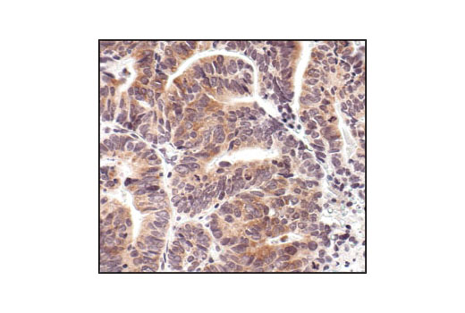 Immunohistochemistry Image 3: Phospho-eIF2α (Ser51) (119A11) Rabbit mAb