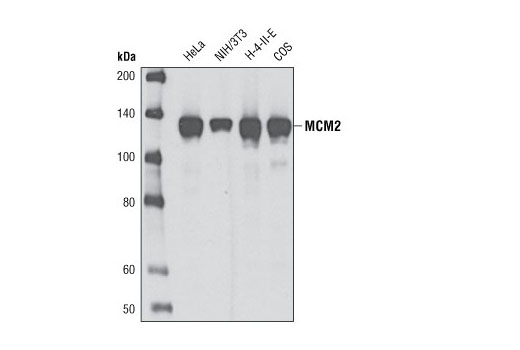  Image 3: DNA Replication Antibody Sampler Kit