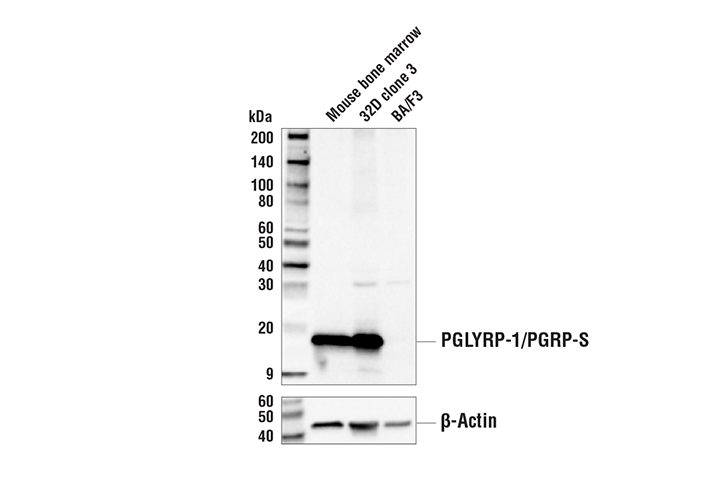Western Blotting Image 1: PGLYRP-1/PGRP-S Antibody