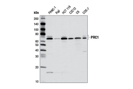 Western Blotting Image 1: PRC1 Antibody