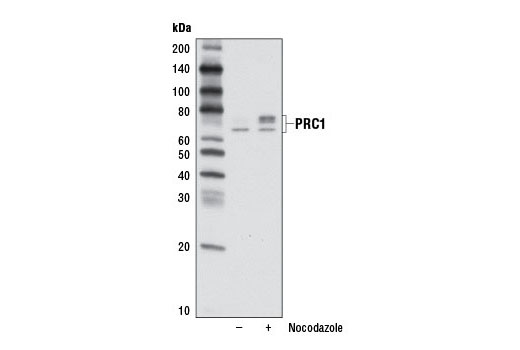 Western Blotting Image 2: PRC1 Antibody