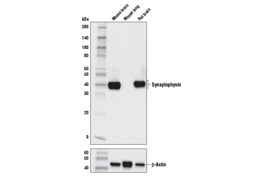 Western Blotting Image 1: Synaptophysin (D8F6H) XP® Rabbit mAb