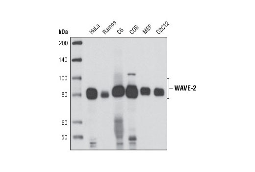 Western Blotting Image 1: WAVE-2 (D2C8) XP® Rabbit mAb