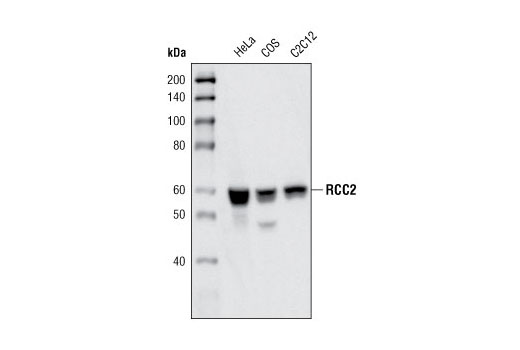 Western Blotting Image 1: RCC2 Antibody