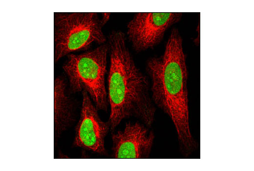 Immunofluorescence Image 1: RCC2 Antibody