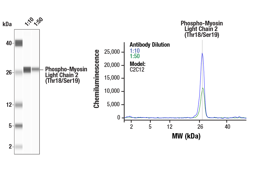 Western Blotting Image 2: Phospho-Myosin Light Chain 2 (Thr18/Ser19) Antibody