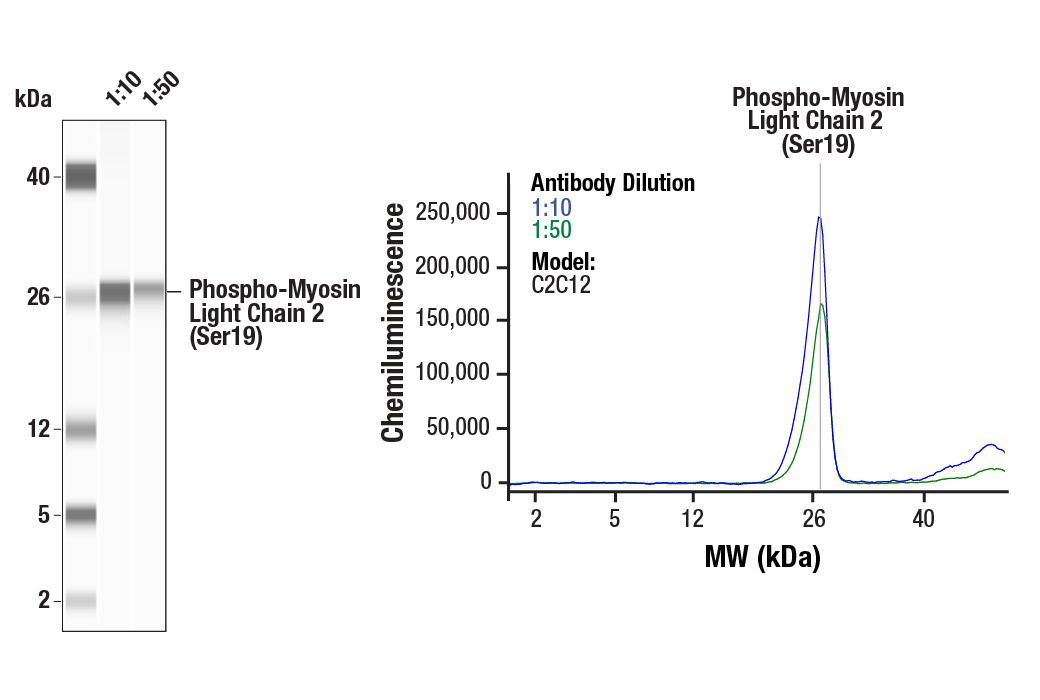 Western Blotting Image 2: Phospho-Myosin Light Chain 2 (Ser19) Mouse mAb