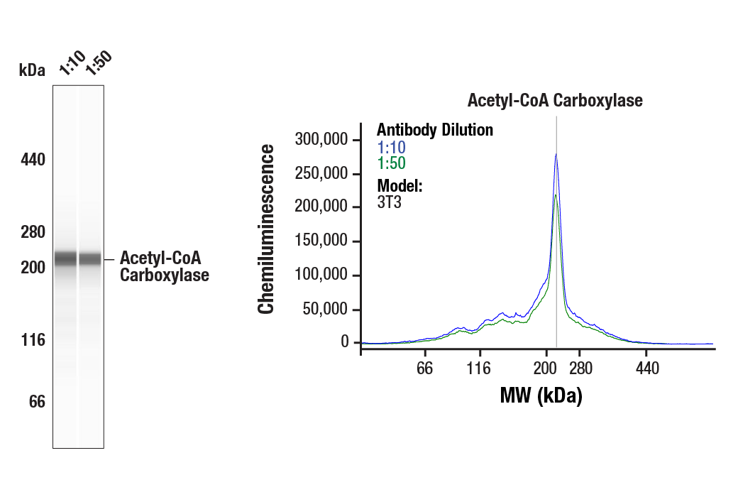  Image 1: Acetyl-CoA Carboxylase 1 and 2 Antibody Sampler Kit