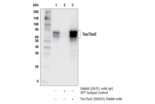 Immunoprecipitation Image 1: Tox/Tox2 (E6G5O) Rabbit mAb