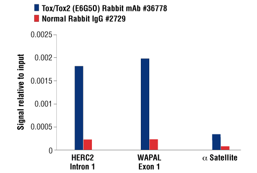 Chromatin Immunoprecipitation Image 1: Tox/Tox2 (E6G5O) Rabbit mAb
