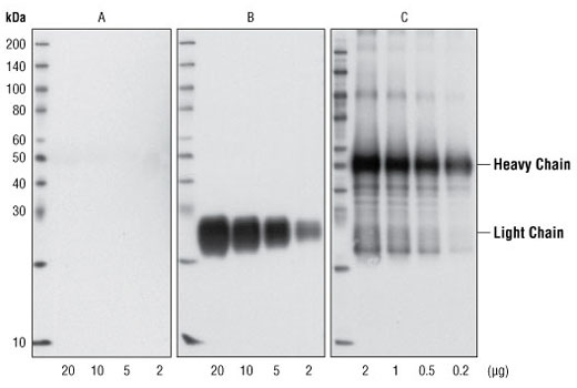 Western Blotting Image 1: Mouse Anti-rabbit IgG (Conformation Specific) (L27A9) mAb