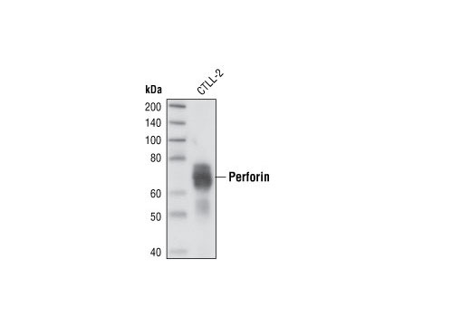 Western Blotting Image 1: Perforin Antibody