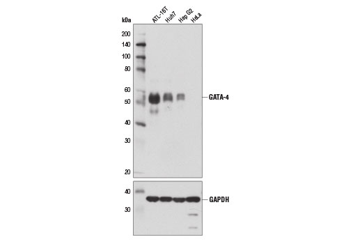  Image 3: GATA Transcription Factor Antibody Sampler Kit