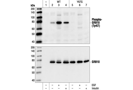 Western Blotting Image 1: Phospho-GRB10 (Tyr67) Antibody