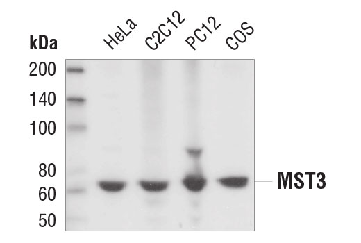 Western Blotting Image 1: MST3 Antibody